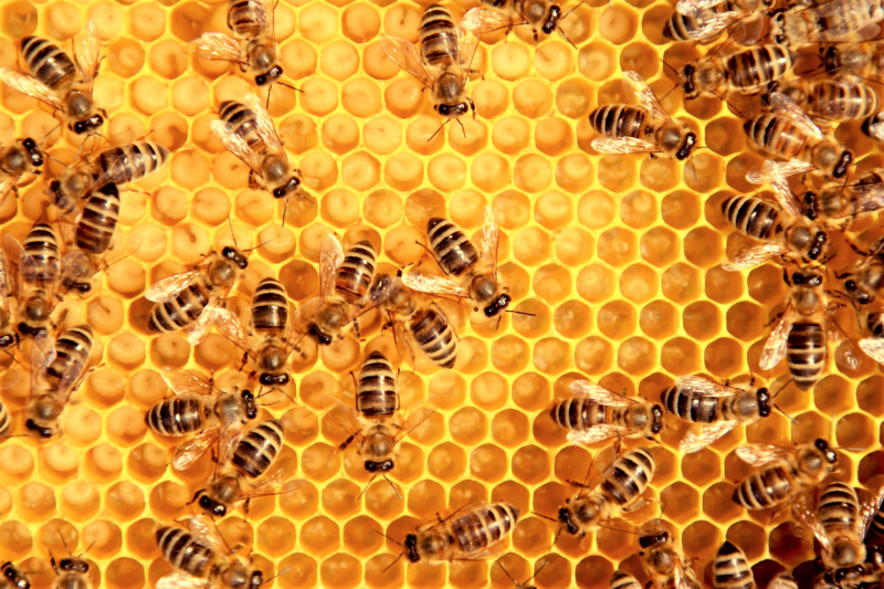 Hoe zit een volk honingbijen in elkaar?