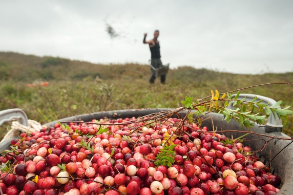 Terschellinger Cranberries