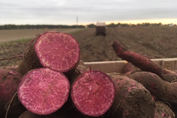 Exotische zoete bataat van Limburgse tuinderij “De Waog”