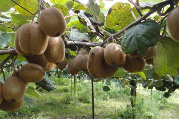 Italiaanse boerderij Ceglia met dubbele kiwi’s