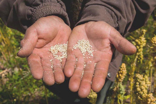 Nederlandse Demeter-quinoa