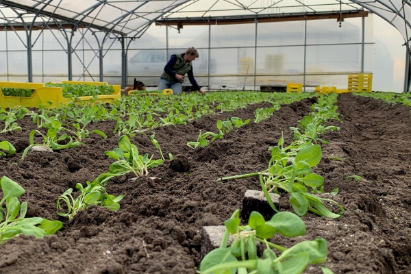 Eerste voorjaarsgroente de grond in