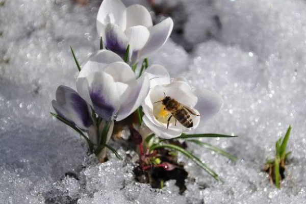 Bijen in winters lenteweer