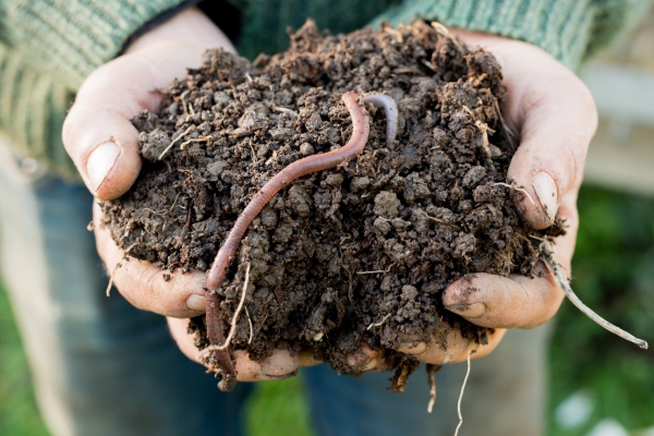 Bouw een wormenhotel en produceer je eigen compost!