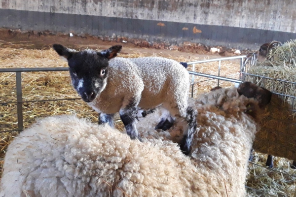 Lammetjes geboren op De Beersche Hoeve