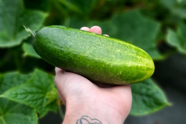 Meer leven in je eigen tuin