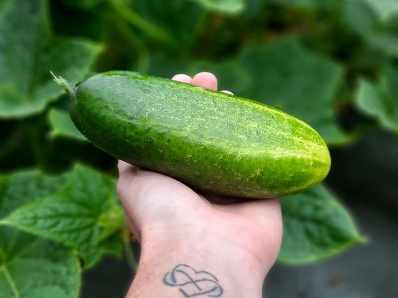 Meer leven in je eigen tuin