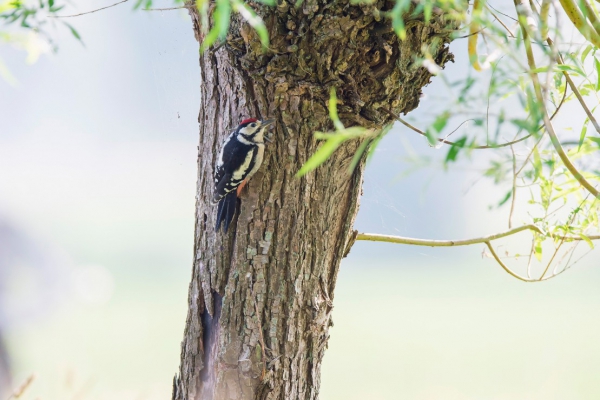 Hoe biodynamische landbouw vogels helpt