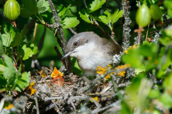 Vogels: vriend of vijand van fruitbedrijf?