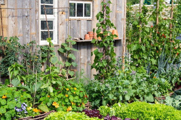 Een bij-vriendelijke tuin