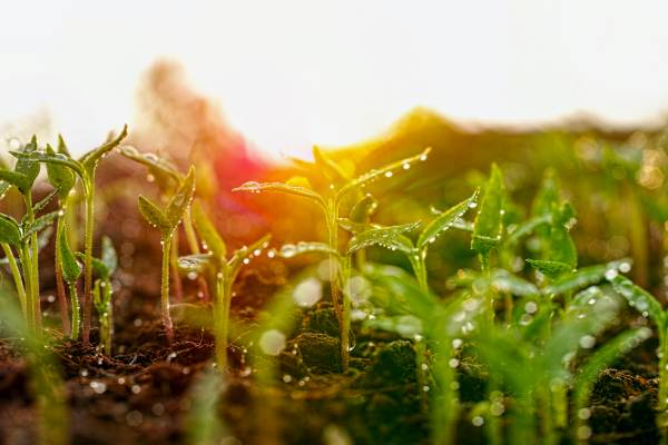 Biologisch-dynamisch?