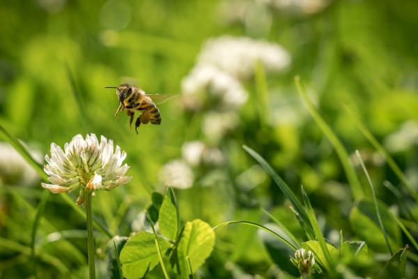 Marlies is hulpimker op boerderij Moervliet