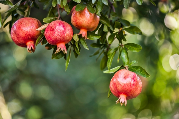 Biodynamische granaatappels