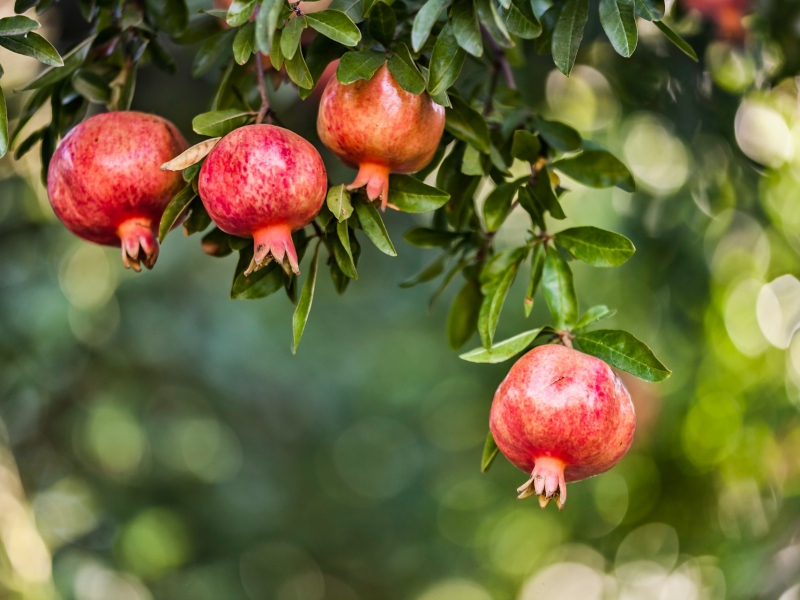 Biodynamische granaatappels