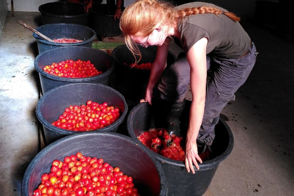 Tomatenzaad oogsten: het hele proces