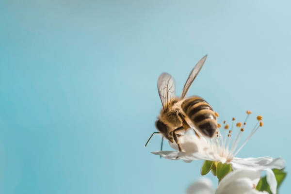 Wijsheid zit in kleine beestjes