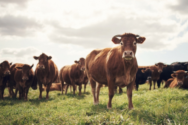 De rol van het landbouwdier in de biodynamische landbouw