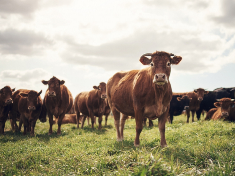 De rol van het landbouwdier in de biodynamische landbouw