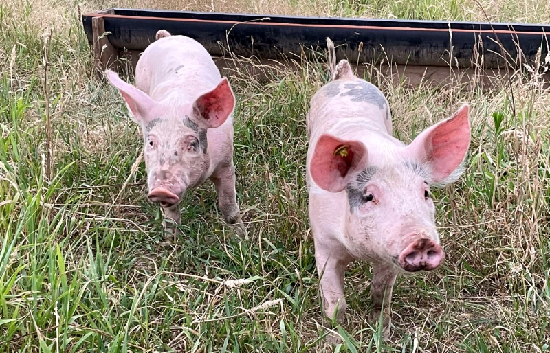 Varkens op Odin boerderij De Beersche Hoeve