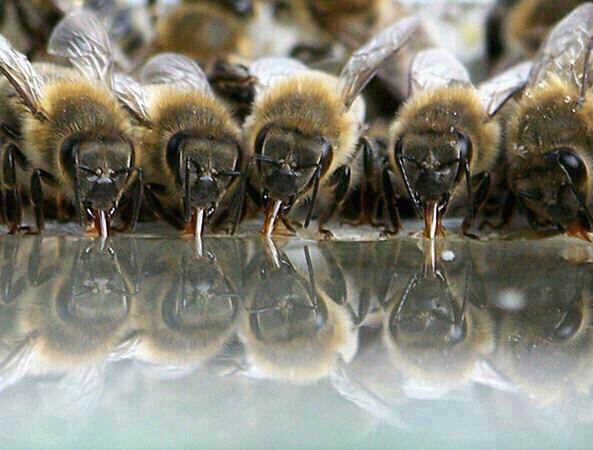Kijkerstip, 'my garden of a thousand bees'