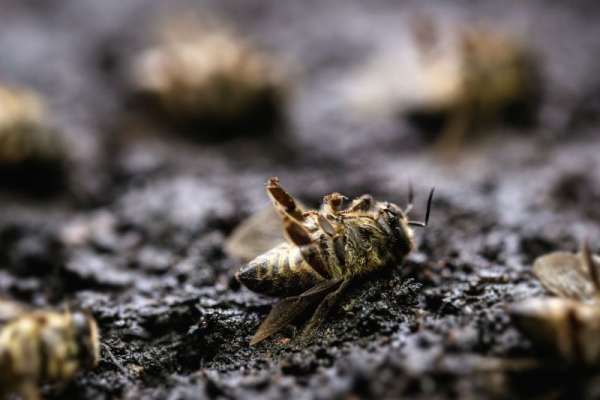 Opvallende wintersterfte onder bijen 