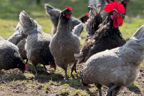 Nieuw: eieren & kippenvlees van Alleb'ei