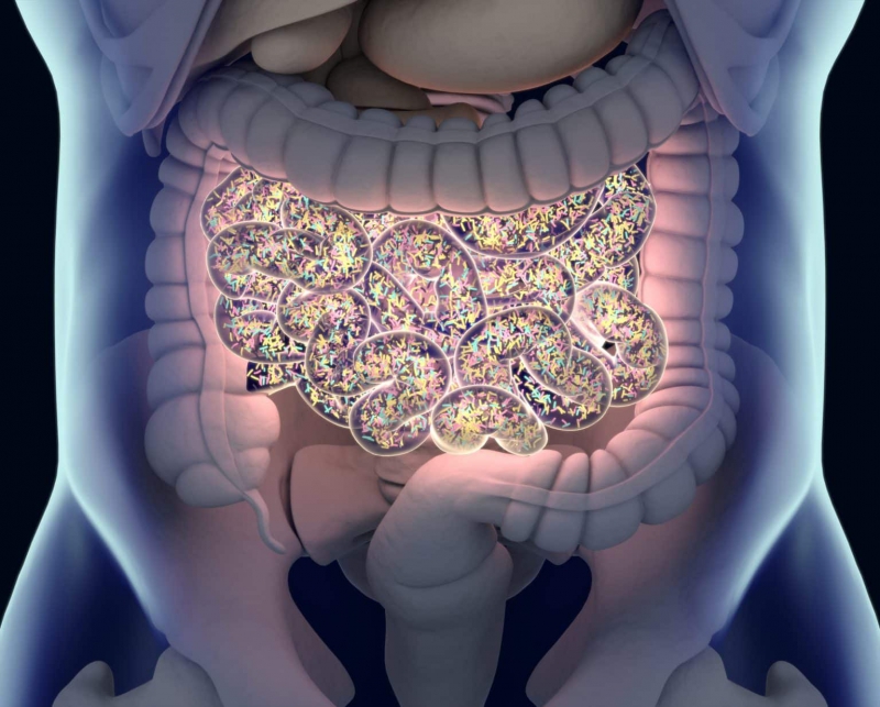 15 november: Themadag Microbioom: de invloed van bodemkwaliteit op je darmen