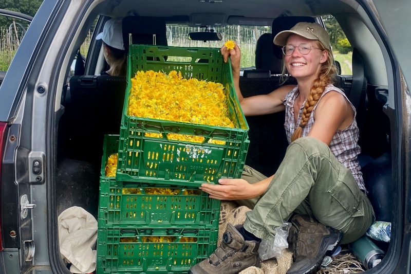 Oogst van Verfkamille op biodynamische Odin boerderij De Beersche Hoeve