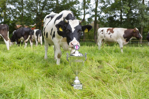 Zuiver Zuivel boer wint Koelste Koeienweide Cup