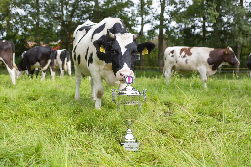 Zuiver Zuivel boer wint Koelste Koeienweide Cup