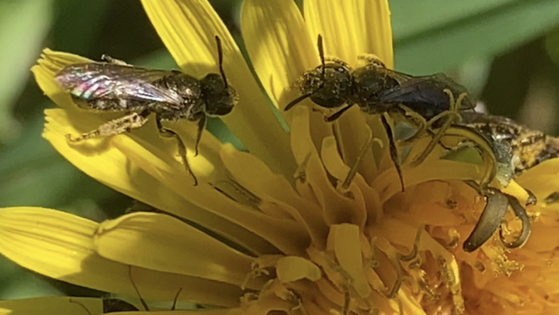 10 november: Bijleren over propolis en gezondheid