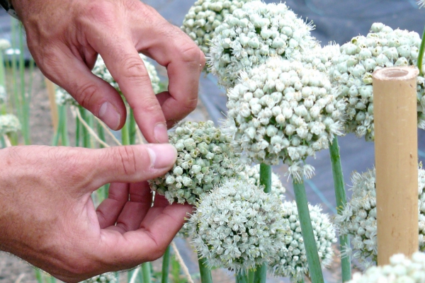 Odin wil onafhankelijke biologische veredeling voor biosector