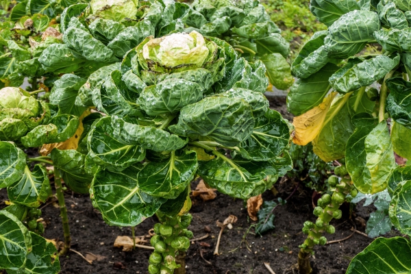 Biologische spruiten bij Odin: klein maar fijn