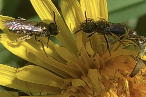 11 oktober: Bijleren over propolis en gezondheid