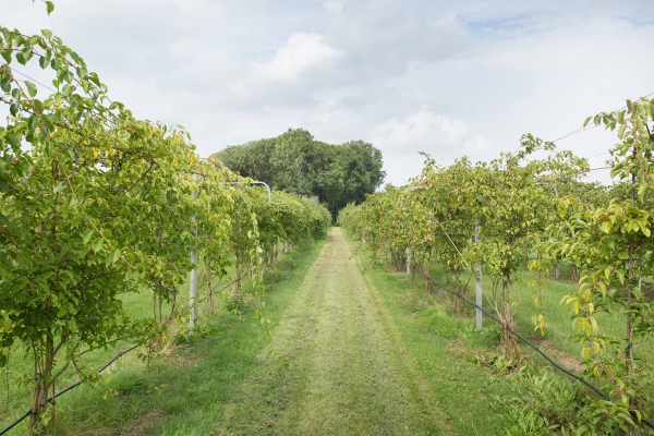 29 maart: Meewerkdag Biodynamische boerderij Fruitweelde