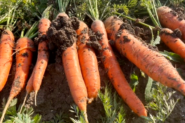 Zaadvaste Rodelika-wortels bij Odin. Ongewassen en biodynamisch!