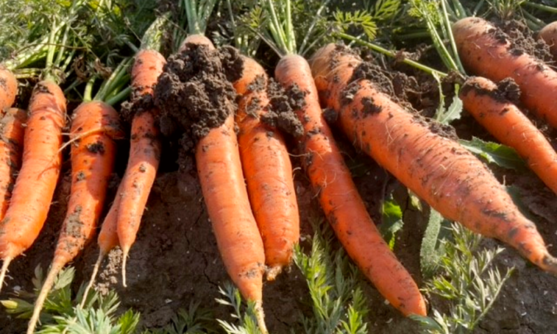 Zaadvaste Rodelika-wortels bij Odin. Ongewassen en biodynamisch!