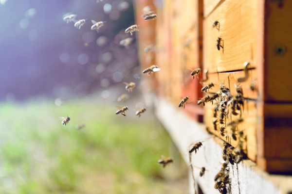 Biodiversiteit en bijen informatiebijeenkomst