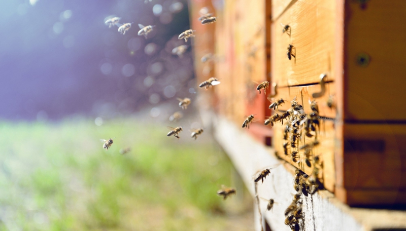 Biodiversiteit en bijen informatiebijeenkomst