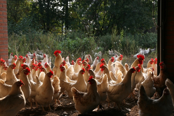 Wat betekent vogelgriep en de ontwikkeling van vaccins voor onze biologische pluimveehouders?