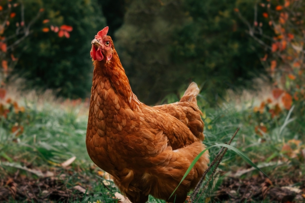 Vaccins voor vogelgriep: hoe zit het met biologische kippen?