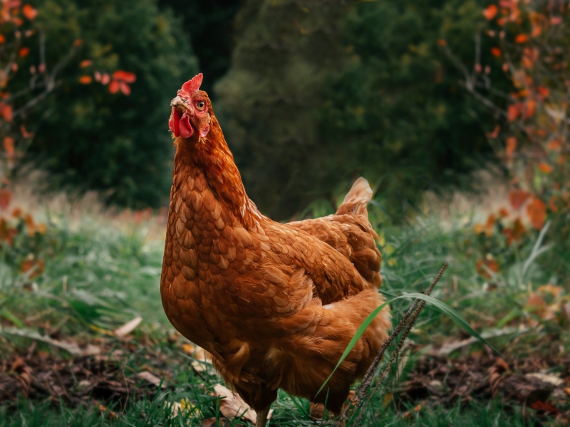 Vaccins voor vogelgriep: hoe zit het met biologische kippen?