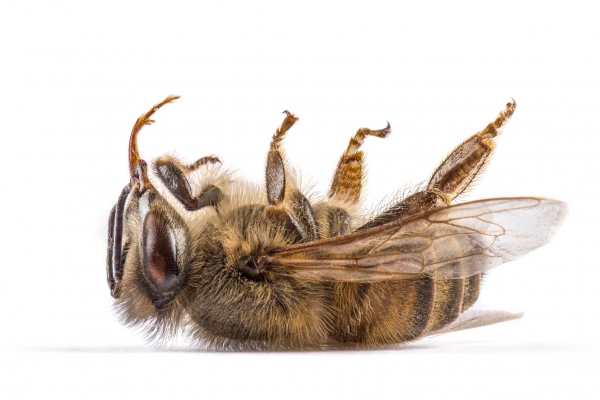 dode bij pesticiden honingbij bestrijdingsmiddelen gif