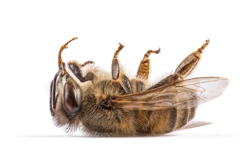 dode bij pesticiden honingbij bestrijdingsmiddelen gif