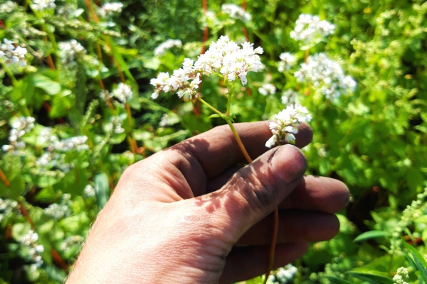 Boekweit weer terug in Brabant door biodynamische Odin-boerderij De Beersche Hoeve