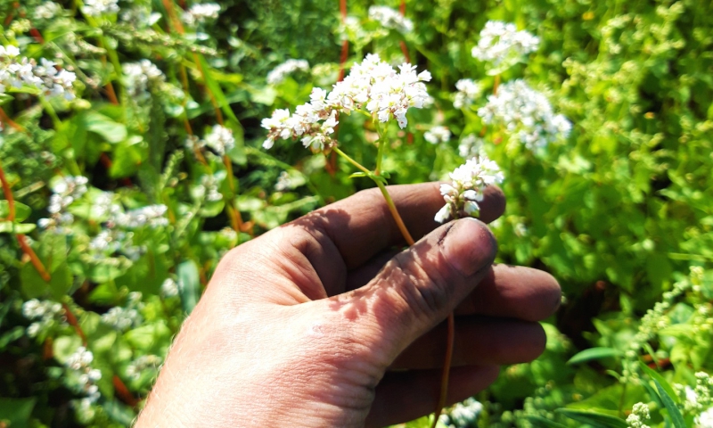 Boekweit weer terug in Brabant door biodynamische Odin-boerderij De Beersche Hoeve