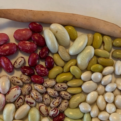 Friese salade: Mei it wâldbeantsje oer de wrâld Friese Woudboontjes