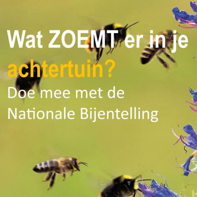 Wat zoemt er in je achtertuin?