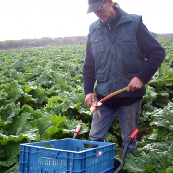 Rabarber van biodynamisch bedrijf Eikelenhof 