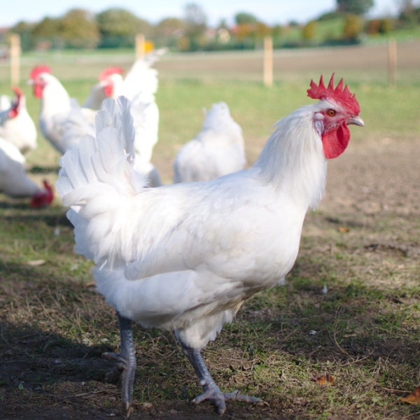 Odin wil pluimveehouderij duurzamer en evenwichtiger maken